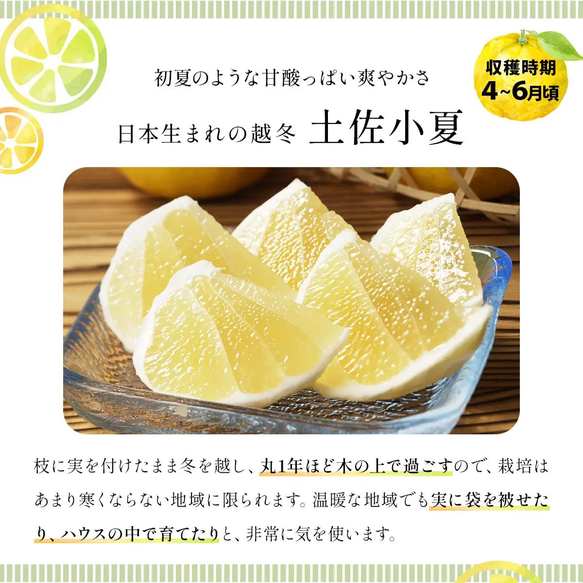 小夏　3kg　TA15 　【田中農園】