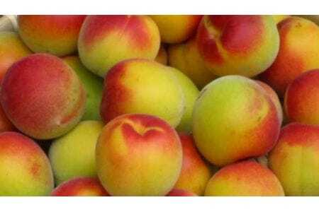 梅ピューレ  月ヶ瀬梅渓すっぴん梅 200g×2個入り