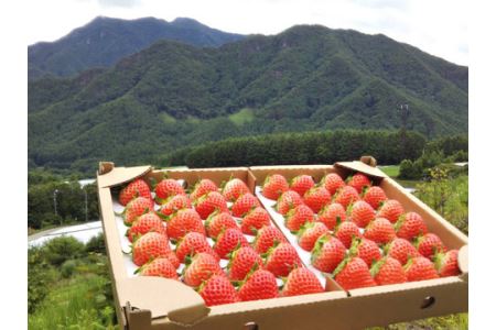 【先行予約R8 年 7月以降順次発送】大空夏いちご農園　希少な夏いちご『サマープリンセス』１箱（2パック入り）【お届け希望日をご指定下さい（７月下旬から11月中旬まで）】