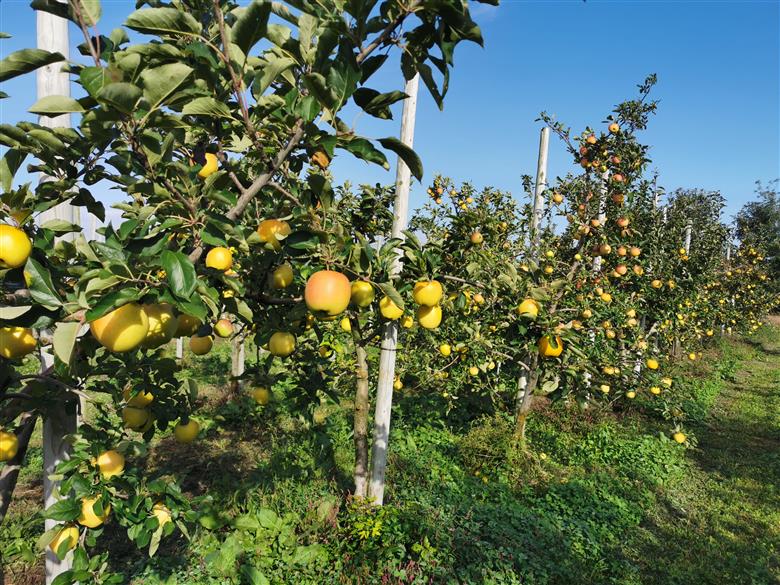 青森りんご トキ ジュース 1L×6本 100% ストレート 【青森GOLD】 フルーツジュース りんごジュース ストレート果汁100％ 青森県五所川原市