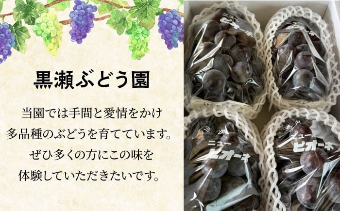訳あり 不揃い 家庭用 種なし ぶどう ピオーネ フルーツ 果物 種無し ブドウ 葡萄 三次 広島
