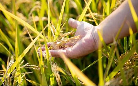 石原果樹園の備前乙女米 白米 30kg×1袋 お米 精米 白米 ライス 乳酸菌栽培 岡山県 [No.5220-0760]