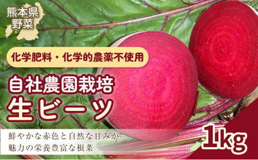 自社農園栽培 生ビーツ1kg ビーツ やさい 野菜 健康 美容 冷蔵 国産 九州 熊本県 あさぎり町