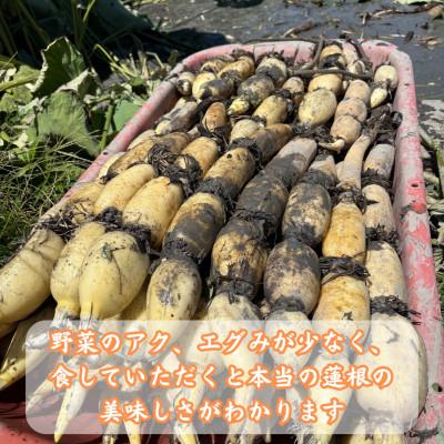 ふるさと納税 江北町 「地元 江北町産」 泥付き蓮根【3kg×2】 |  | 01