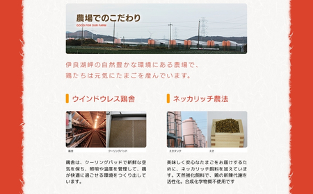 【定期便】希少2種 たまごセット 50個 12回定期便 割れ保証付き