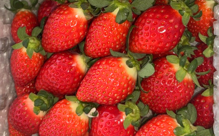 『べにたま』埼玉生まれの希少いちご 1000g 以上【潰れが気にならない方限定】 いちご イチゴ 苺