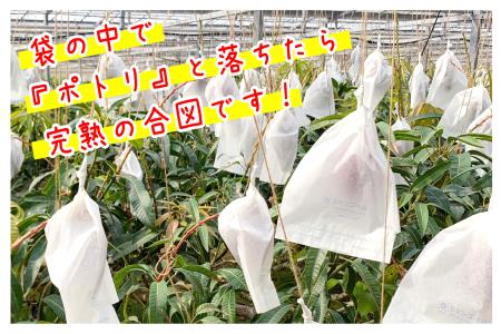 【先行予約/2024年発送】【樹上完熟】燦々マンゴー【優品1.5Kg（3～6玉）】