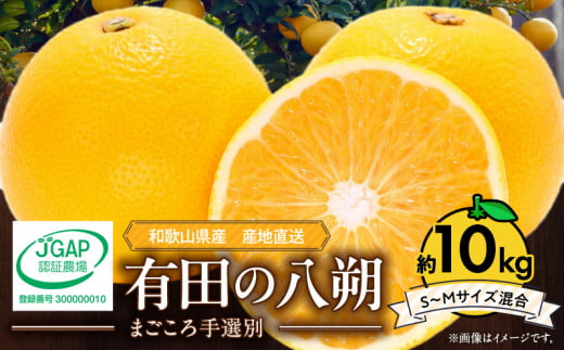 ZE6151n_有田の八朔 (はっさく) 10kg (S～Mサイズ混合)　まごころ手選別