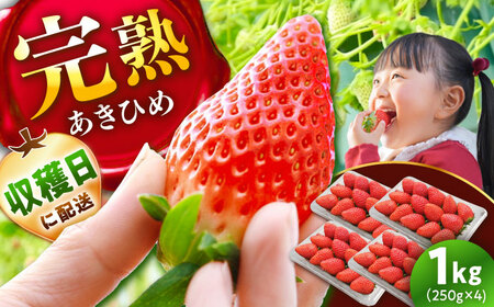 【先行予約】いちご あきひめ 250g×4パック[AUGA003]いちご