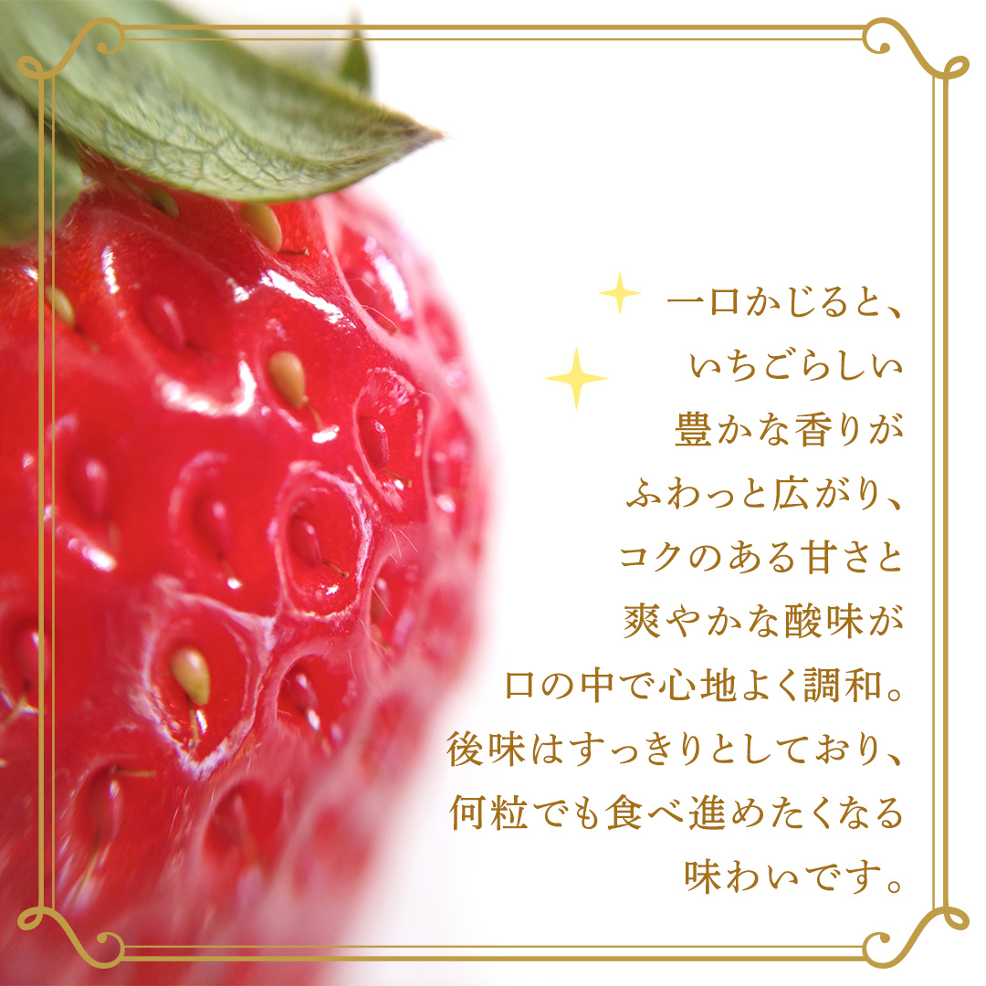 【定期便】とちおとめ 約250g（15～18粒）×2パック 3ヶ月連続お届け便【2026年12月から発送開始】（茨城県共通返礼品 [いちご]：城里町産） 茨城県 県産 人気 厳選 果物 くだもの 旬 