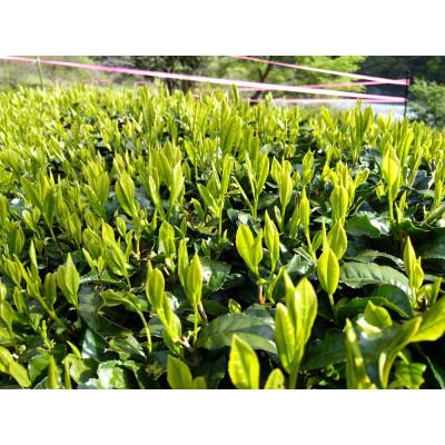 ふるさと納税 川根本町 生粋川根茶(21)澤本園の「やぶきた」100g袋×4 |  | 03