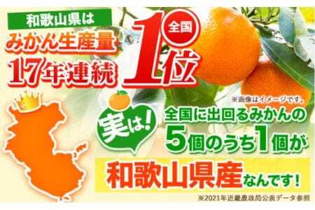 【訳あり/サイズ不選別】 和歌山みかん 約10kg 和歌山県産 《2025年11月中旬-1月中旬頃出荷》みかん