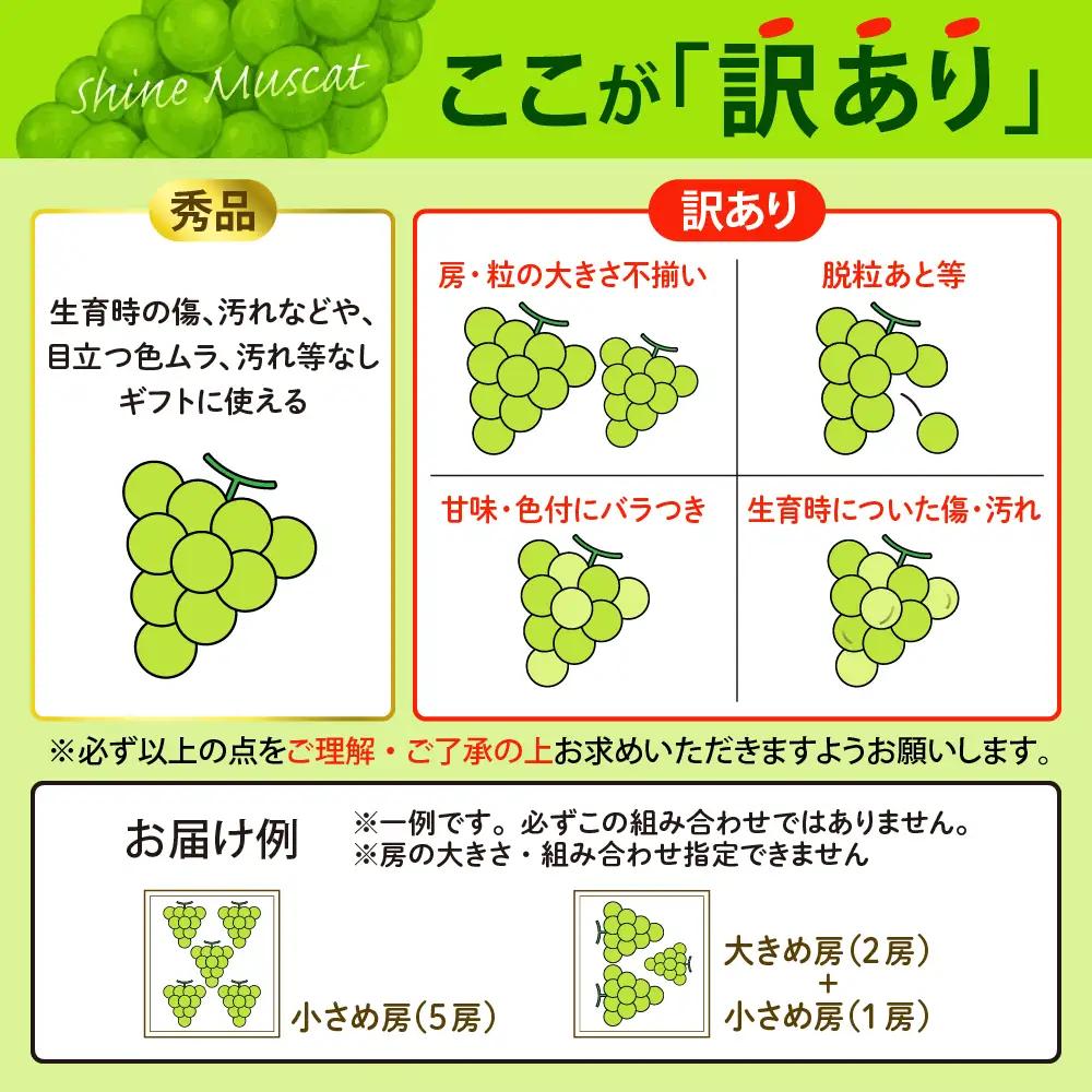 ぶどう シャインマスカット 1.8kg 3-5房 訳あり 令和8年産 ぶどう
