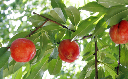 2026年発送 長野市産ネクタリン「サマークリスタル」約4kg 