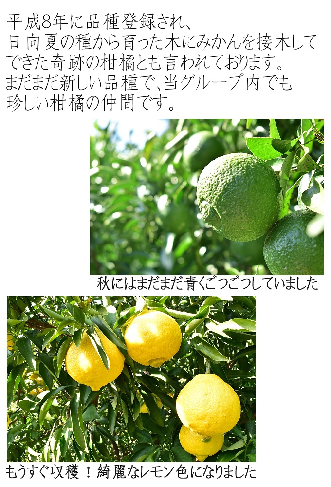はるかみかん 約6kg 大小混合 《ご家庭用》 ちょっと訳あり 和歌山県産 農園直送 まごころ産直みかん 【北海道・沖縄県・一部離島 配送不可】果物 フルーツ ミカン 蜜柑 わけあり 訳アリ 完熟