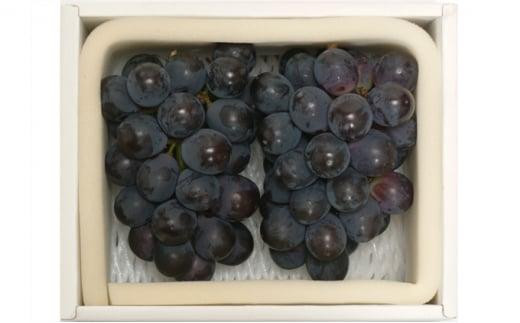 ぶどう 2026年 ニューピオーネ 2房 約950g 岡山県産 お届け 9月上旬～10月中旬【葡萄 ぶどう 果物 フルーツ 新鮮 岡山県 岡山市 おすすめ 人気】