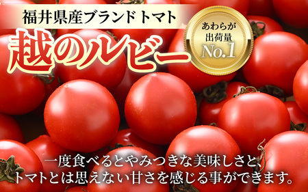 【先行予約】《定期便3回》高糖度 ミディトマト 越のルビー 約2kg 10パック（計約6kg）／ 福井県産 ブランドトマト 中玉 農家直送  野菜 フルーツ並み 甘い 有機肥料 低農薬 サラダ  ※2