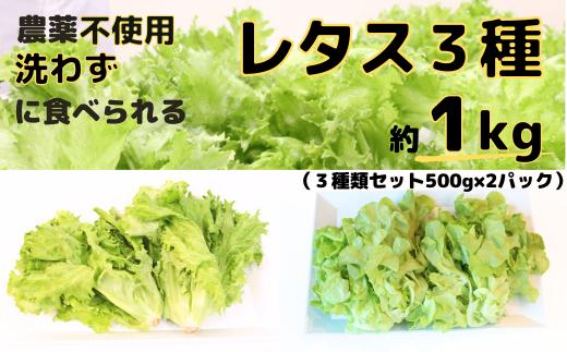 
            【農薬不使用】洗わず食べられる！ レタス3種詰めわせ 500g×2パック 合計1kg ｜ 埼玉県 東松山市 農薬不使用 3種レタス レタス1㎏  洗わずに食べられる 新鮮レタス オーガニック野菜 無農薬 野菜直送 フレッシュ サラダ用野菜 健康志向 こだわり フレッシュ 産地直送 食品ギフト セット 緑黄色野菜 送料無料 ふるさと納税 ダイエット 安心野菜 旬 低カロリー レタスボウル カロテン 
          