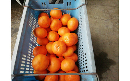 甘平 4kg 15~22個 ハウス栽培 南予ファーム かんぺい 高級 希少 限定 品種 ブランド シャキシャキ 甘い 果物 くだもの フルーツ 柑橘 みかん mikan 愛媛みかん 愛媛蜜柑 愛媛ミカ