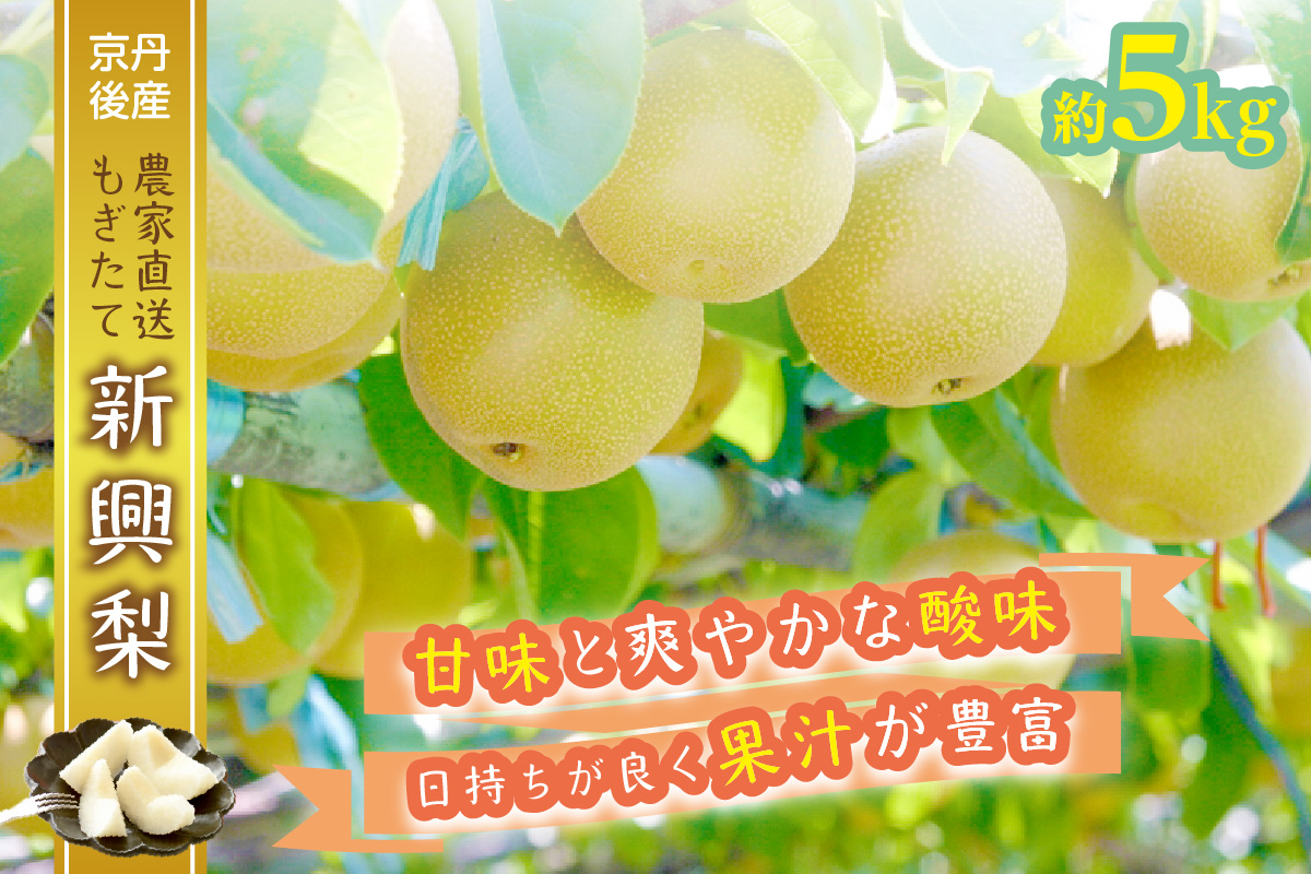 【先行予約／数量限定50】京都丹後産 新興梨 5kg（2026年10月下旬～発送）　AM00710