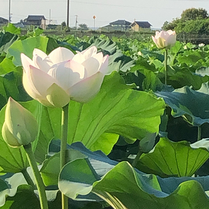 野口れんこん 茨城県産 極上無漂白蓮根4kg | 茨城県 蓮根 れんこん レンコン ハス 根菜 シャキシャキ 甘い 産地直送 産直 ※着日指定不可 ※離島への配送不可