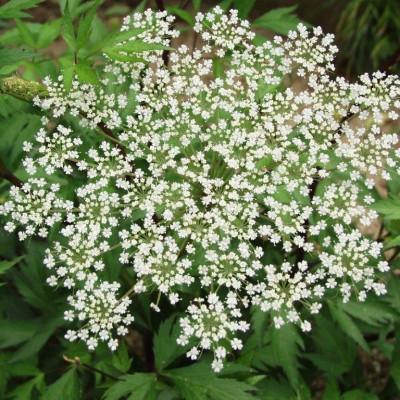 ふるさと納税 五條市 Angelica　和漢ドリンク |  | 02