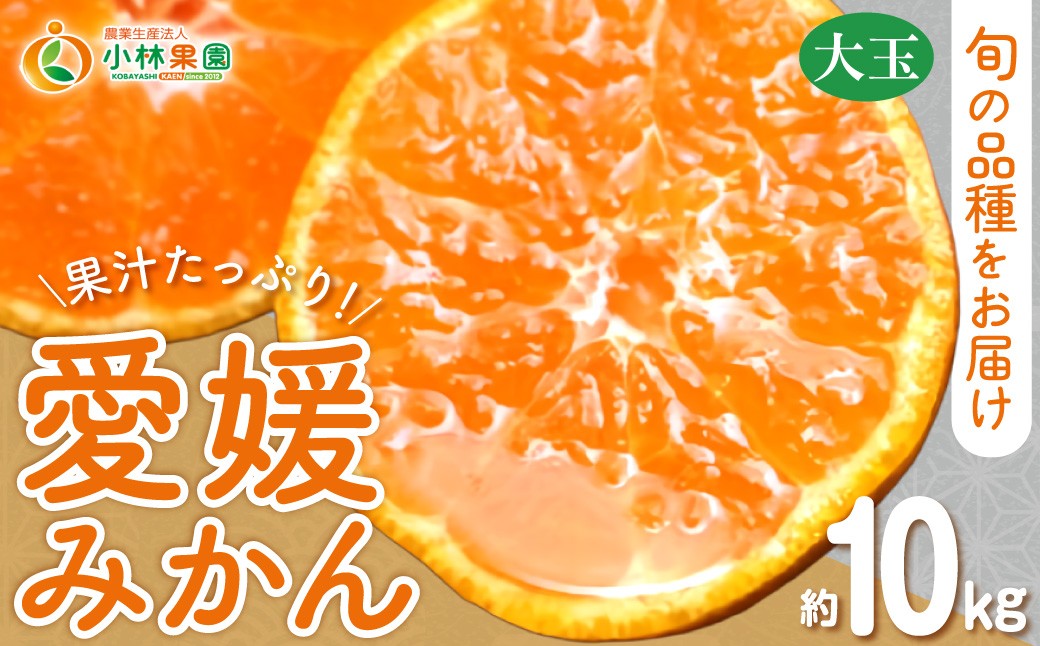 
                  【先行受付】小林果園の果汁たっぷり愛媛みかん(約10kg)【C24-14】 YWTAD007
                