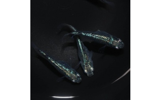 ゴジラ（メダカ）1ペア メダカ屋えん 横浜市