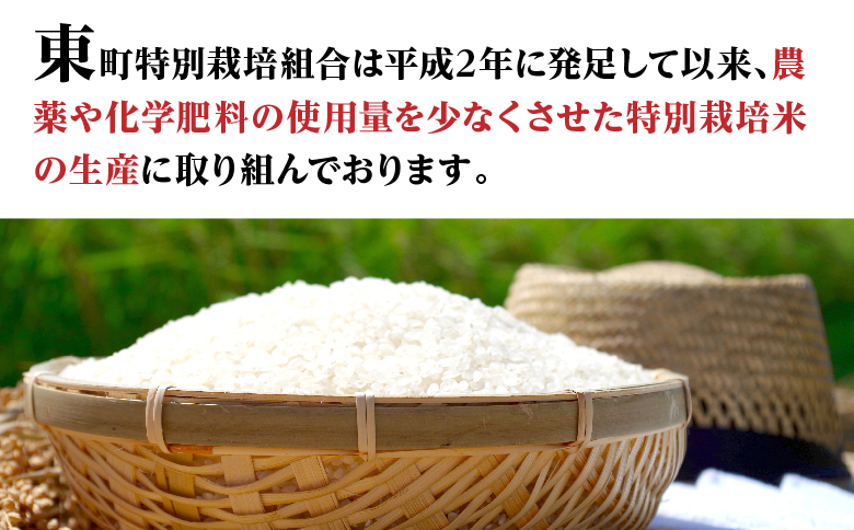  令和六年産特別栽培米 コシヒカリ 5kg お米 コシヒカリ
