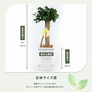 【観葉植物】パンダガジュマル55cm～65cm 前園植物園 IB002-002 観葉植物 観葉植物 ※北海道・沖縄・離島配送不可