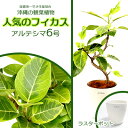 【ふるさと納税】★【沖縄の観葉植物】人気のフィカス アルテシマ6号 ラスターポット インテリアグリーン ゴムの木 ゴムノキ ガーデン 風水 鉢植え 癒し 成長記録 趣味 専門店 生活 オフィス おすすめ 暮らし おしゃれ 南国 日光 水やり お祝い 送料無料