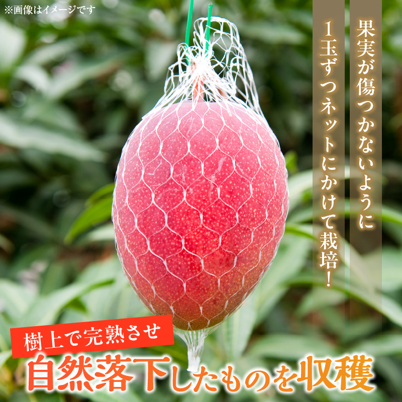 BD106-25_数量限定 宮崎県産 完熟マンゴー 2玉 約500g 期間限定 フルーツ スイーツ 果物 くだもの 食品 グルメ デザート 国産 産地直送 人気 おすすめ 宮崎県 日南市 送料無料_イ