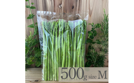 【先行予約】オーガニック サマーグリーンアスパラガス  M 500g アスパラガス