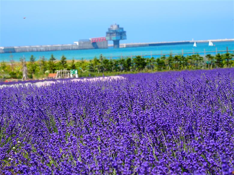 50-58 北海道紋別市　ANAトラベラーズダイナミックパッケージ割引クーポン15,000点分