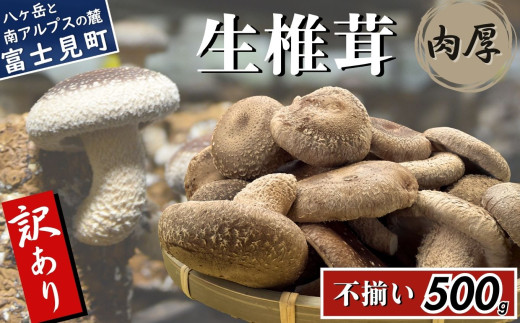 訳あり 肉厚 生しいたけ 500g 八ヶ岳山麓育ち 国産 朝採れ 安心安全 農薬不使用 ハウス栽培 芳醇な香り 形不揃い 椎茸 信州