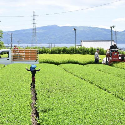ふるさと納税 沼津市 沼津紅茶(30g)×3パック |  | 02