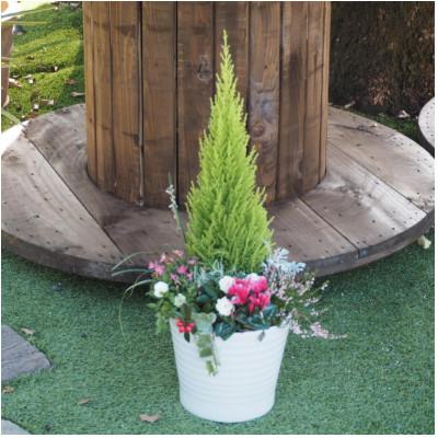 ふるさと納税 朝倉市 コニファーと季節の花(白塗鉢)