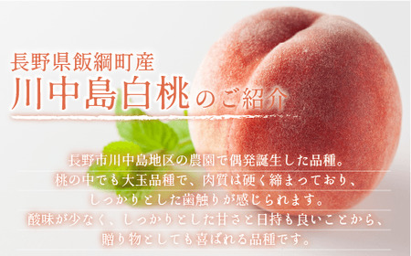 【 2026年 先行予約 】 桃 川中島白桃 5kg 秀品 光センサー選別品 糖度保証 【 予約 果物 くだもの もも モモ フルーツ 旬 長野 信州 川中島 】 沖縄県への配送不可 2026年8月下