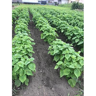 ふるさと納税 吉田町 【お申込み後搾油でより新鮮に】黄金のえごま油(47g×1本)(100g×1本)(110g×1本) |  | 01