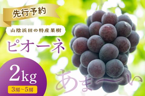 【先行予約】【2025年産】山陰浜田の特産果樹ピオーネ（2kg）＜8月下旬から発送開始予定＞ ふるさと納税 ぶどう ふるさと納税 ピオーネ ブドウ 葡萄 フルーツ くだもの 果物 【010_1945】
