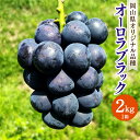 【ふるさと納税】オーロラブラック 約2kg 1箱 ぶどう ブドウ 葡萄 果物 フルーツ 旬 先行予約 季節限定 お取り寄せ 岡山県産 国産 岡山県 美咲町 冷蔵 送料無料 【2025年8月上旬-9月下旬発送予定】