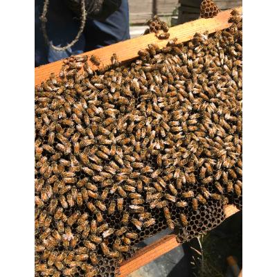 ふるさと納税 田原市 OKAWA HONEY　2個セット |  | 03