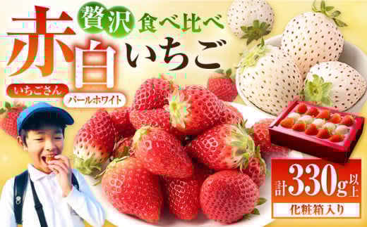 【先行予約】【農家直送】紅白いちご「いちごさん」＆「パールホワイト」化粧箱 約330g以上【かわさきいちご】 いちご 苺 イチゴ いちごさん ホワイトパール しろいちご 白苺 しろ 白 食べ比べ フルーツ 果物 甘い あまい  アフター対応 アフターフォロー 期間限定 産地直送 国産 佐賀県産 さがいちご 九州 佐賀県 白石町 [IBG001]