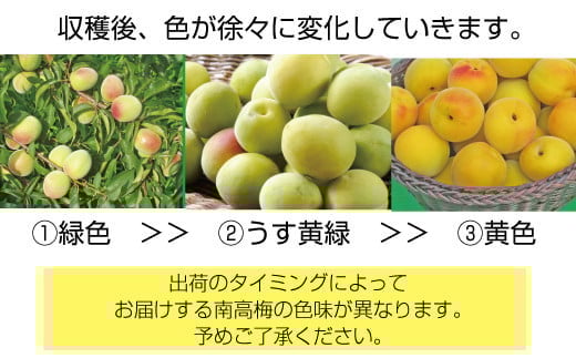 【梅干・梅酒用】（4Lまたは3L－2Kg）熟南高梅＜2026年6月上旬～7月上旬頃発送予定＞フルーツ 果物 くだもの 食品 人気 おすすめ 送料無料【ART10】【art006B】