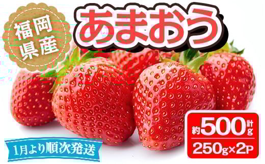 ＜先行予約受付中！先行予約受付中！2026年1月より順次発送予定＞福岡県産 あまおう(計約500g・250g×2P)いちご 苺 フルーツ 果物 くだもの 冷蔵 ＜離島配送不可＞【ksg1489】【エフ