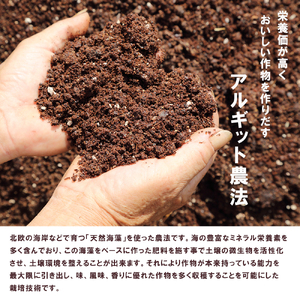 アルギット葡萄 3房 シャインマスカット×2房 種無しピオーネ ×1房 1.5kg以上 ぶどう 葡萄 シャインマスカット ピオーネ