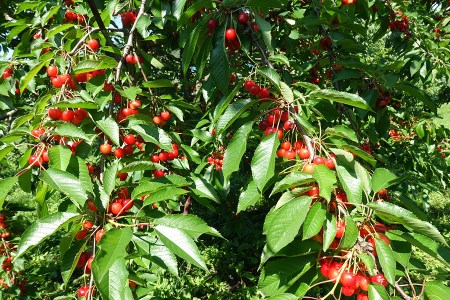 【令和6年産先行予約】さくらんぼ 佐藤錦 バラ詰め M～Lサイズ混合 1kg 庄内さくらんぼ園