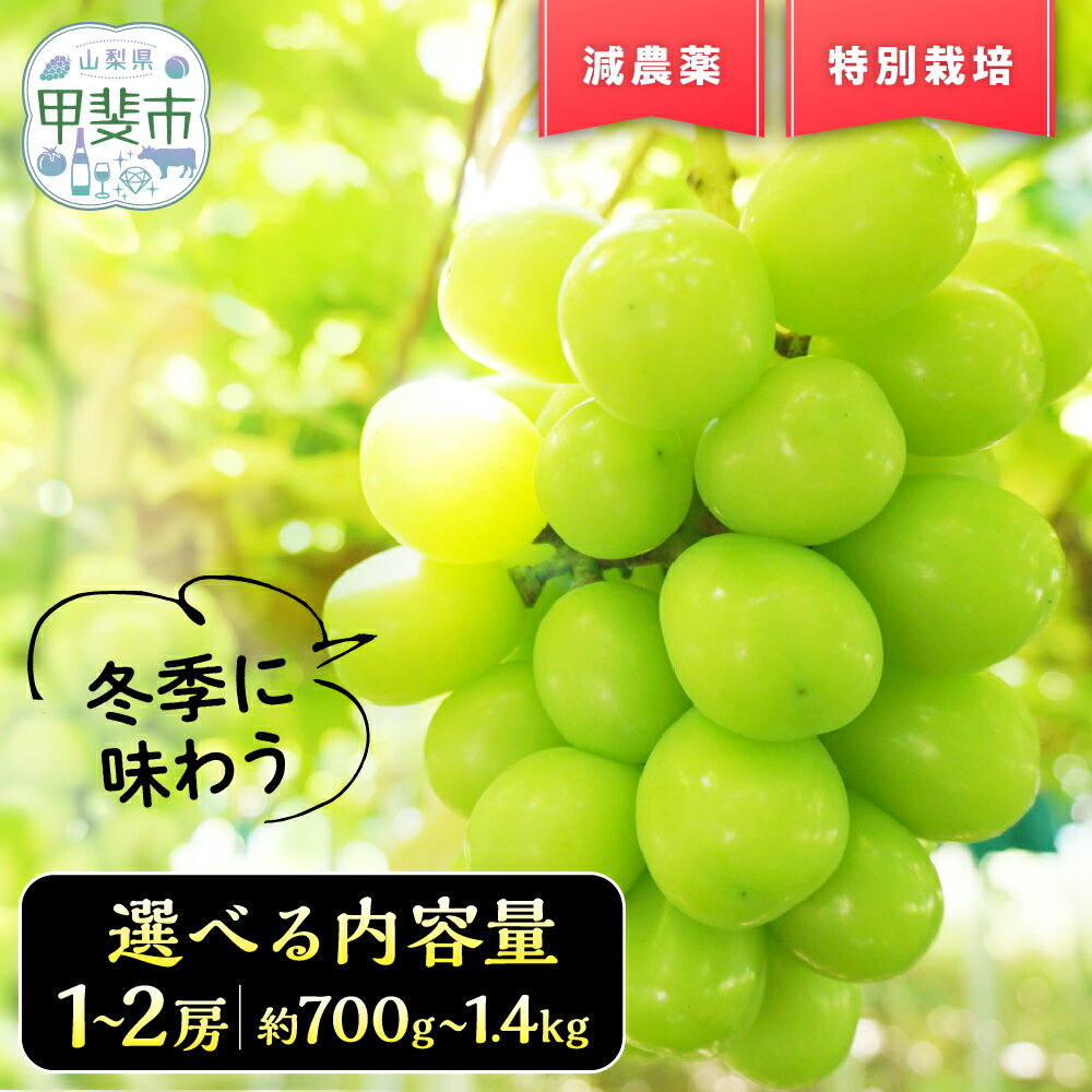 【ふるさと納税】 【2025年発送】『特別栽培』自然塾冬のシャインマスカット 約700g～1.4kg BM-2