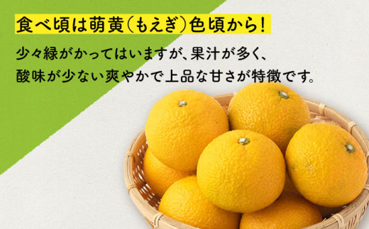 スイートスプリング 約10kg 長崎県産 / 爽やかな甘い香り 冬みかん 九州フルーツ 柑橘 みかん【田崎FARM】 [OCU001]