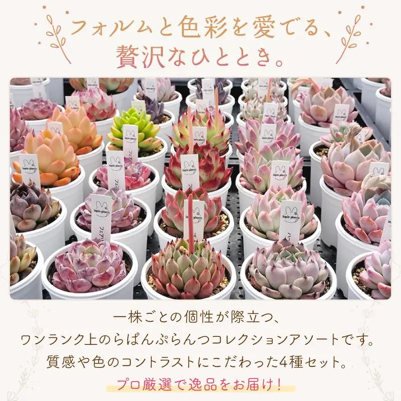 多肉【特撰】らぱんぷらんつ コレクションアソート4種